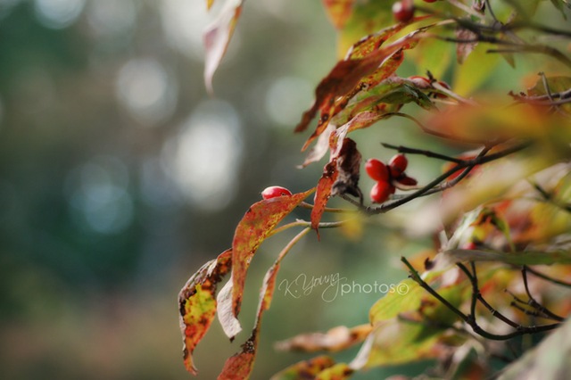 [DSC_0680 copy 2[5].jpg]